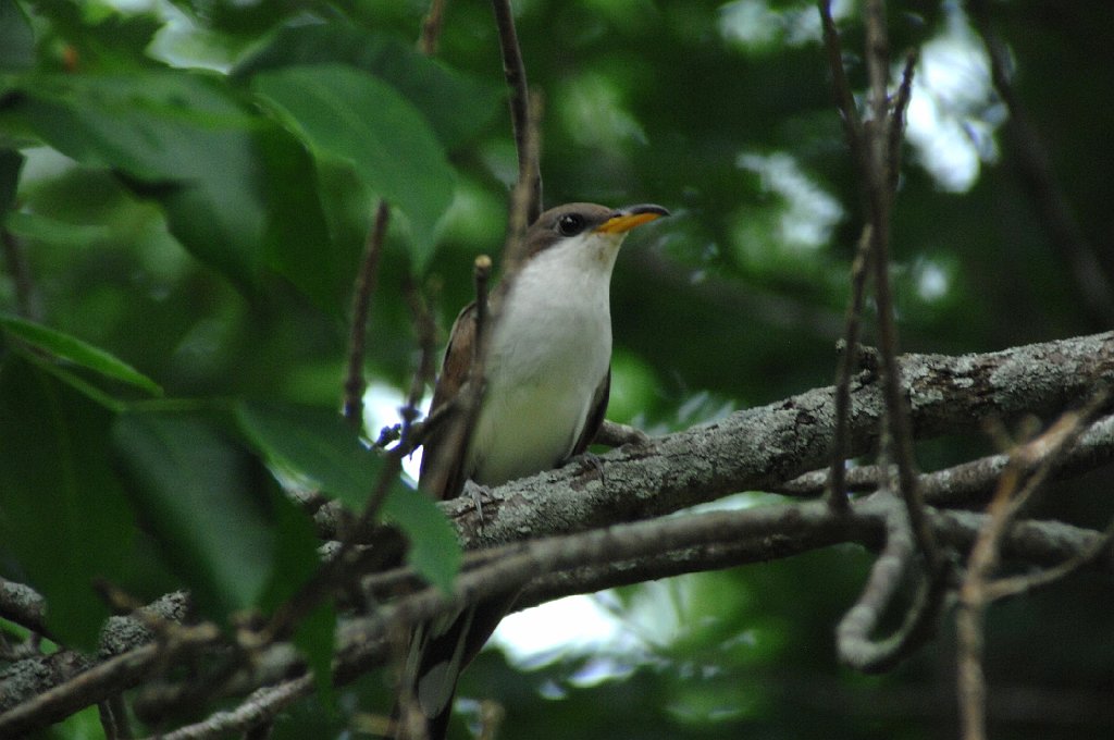 Cuckoo, Yellow-billed, 2010-06172324 Hawkeye Wildlife Management Area, IA.JPG - Yellow-billed Cuckoo. Hawkeye Wildlife Management Area, IA, 6-17-2010